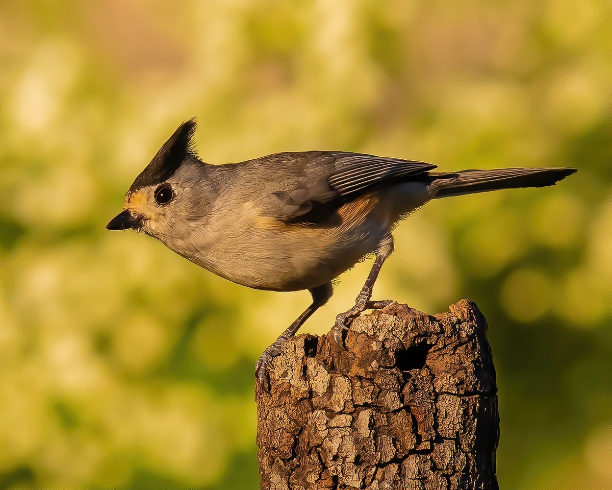 Sparrows, Titmice, Finches - Texas Photo Man
